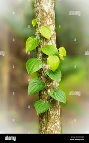 Image result for Piperaceae