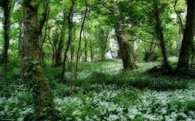 Irish Scenery Wallpapers Forest Wallpaper Spring Wallpaper Beautiful Forest