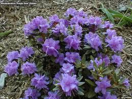 Pin On Gardening How To Tips Recipes