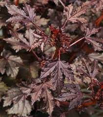 We did not find results for: Hibiscus Mahogany Splendor Red Leaf Hibiscus