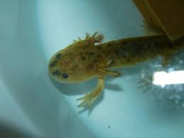Their name is well deserved. Water Dog Amphibian