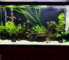 The 29 Gallon Is Looking Good Freshwaterfishtank Fishtank Freshwaterfish Freshwateraquarium Plantedaquarium Plantedtank Aq Akvaryumlar Planted Aquarium