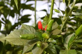 Image result for Capsicum frutescens
