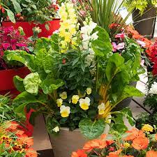Petunias are more effective when planted in sunny locations near herbs and vegetables — like tomato plants, basil, peppers, and beans. Bringing Vegetables Herbs And Flowers Together In One Container Garden Beautifully