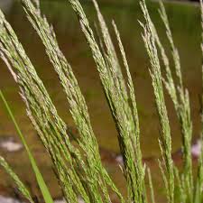 Image result for Agrostis