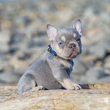 One of the reasons french bulldogs are so popular other than their lilac french bulldogs. Lilac And Tan French Bulldog Puppy For Sale In Washington State Bulldog Fre White French Bulldog Puppies French Bulldog Puppies Blue French Bulldog Puppies