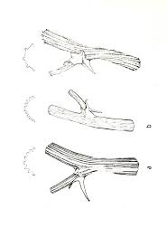 Image result for Asparagus minutiflorus