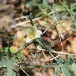 Image result for Coccinia sessilifolia