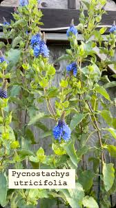 Image result for Pycnostachys parvifolia