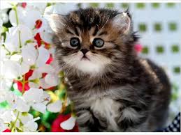 Persian kittens ®love strollers & carriers persian kittens are taken out for rides in the car, and in a pet stoller for long walks. White Persian Cats For Sale Texas