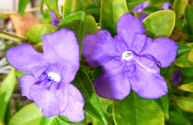 Image result for Brunfelsia australis