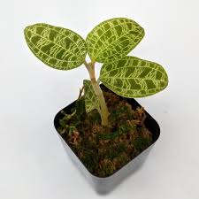 Image result for Peddiea orophila