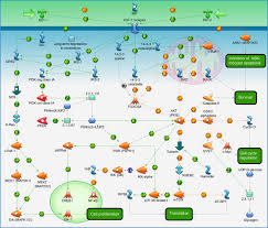 Its main job is to manage the effects of growth hormone (gh) in your body. Development Igf 1 Receptor Signaling Pathway Map Primepcr Life Science Bio Rad