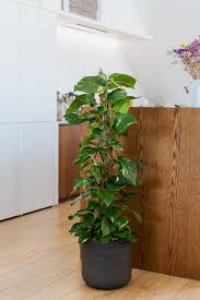 Image result for Epipremnum