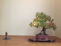 Let the susquehanna club help make your special event memorable! Nature S Way Nursery