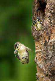 Wood Duck Jump From Natural Cavity Photography Stan Tekiela Wood Duck Duckling Jump Fall Leap Spring Bird Wate Beautiful Birds Cute Animals Animals