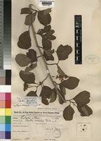 Image result for Ehretia obtusifolia