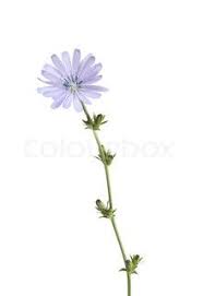 We did not find results for: Image Of Red Gerbera Flower Agaisnt Green Blurred Background Long Stem Flowers Gerbera Flower Flowers