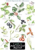 A Guide To Fruits And Seed Dispersal Identification Chart