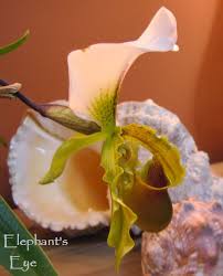 Image result for Corycium