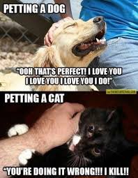 One Of 10 Reasons Why Dogs Are Better Than Cats Http Regalbeaglemania Com Dogs Better Than Cats Funny Animals Funny Animal Memes Funny Dogs