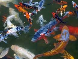 Diy Koi Pond Filter Cheap Quick Way To Clean The Water In Your Pond Koi Pond Koi Fish Pond Filters