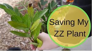 The best chance at saving a zz plant from root rot is to solve the problem quickly. Potting Houseplants A Plant Haul And Saving My Zz Plant From Root Rot Youtube