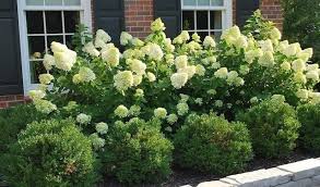 Homiku Com Home Decoration Hydrangea Landscaping Front Yard Landscaping Design Front Landscaping