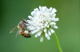 If bees are getting inside your house and you don't have a chimney, the next step would be to check the vents. What Is The Best Clover For Honeybees School Of Bees