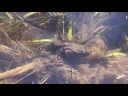 Froschlaich arten, froschlaich umsetzen, froschlaich wann, froschlaich aufziehen, froschlaich kaufen, froschlaich im teich, froschlaich schlüpfen, froschlaich wikipedia, froschlaich umsiedeln. Frosch Und Krotenlaich Schutzen Was Sind Die Unterschiede Mit Martin Maschka Youtube