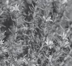 Image result for Wahlenbergia androsacea