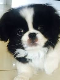 Black And White Pekingese Puppies For Sale Pekingese Puppy Black And White Cuteness Pekingese Puppies Pekingese Pekingese Dogs