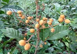 Image result for Lecaniodiscus fraxinifolius