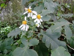 Монтаноа дваждыперистая / монтаноа дваждыперистонадрезанная (montanoa bipinnatifida). Herbarium