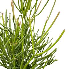 Image result for Euphorbia pfeilii