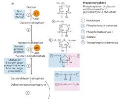Convert sugar to splenda monk fruit granulated sweetener. 18 4 The Catabolism Of Carbohydrates Chemistry Libretexts
