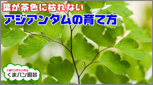 葉が茶色に枯れないアジアンタムの育て方 ベラボン仕立て くまパン園芸 Youtube