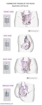 The sacral ligaments are responsible for the major connection between the three bones of the pelvis. Female Pelvic Ligaments Shefalitayal