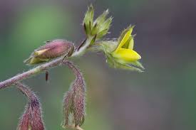 Image result for Stipularia