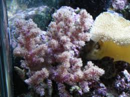 Image result for Sphaerella sp.