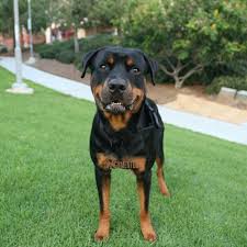 John Doe Rottweiler 2 Y O San Diego City College The First Time He Farted He Scared Himself And Ran Behind His Dad San Diego City San Diego