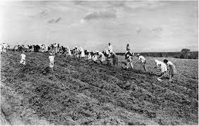 Sugarcane Workers In Search Of Justice Rural Labour Through The Lens Of The State International Review Of Social History Cambridge Core