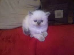 Birman Kittens For Sale Usa Blue Point Himalayan Cats Blue Point Himalayan Kitten Himalayan Kitten Persian Cat Cute Cats