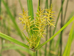 Image result for Cyperus sp.no.2