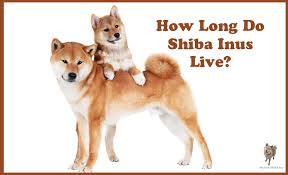 shiba inu lifespan how long do shiba inus live my first