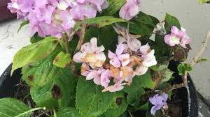 Fungi, bacteria, and viruses can infect hydrangea leaves and flowers. Why Are My Hydrangea Leaves Brown And How To Fix It Garden For Indoor