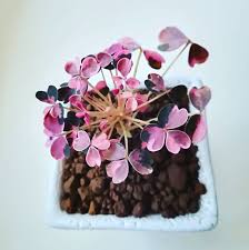 Oxalis 'plum crazy' needs 0.5 cups of water every 9 when it doesn't get direct sunlight and is potted in a 5 pot. Oxalis Vulcanicola Plum Crazy Imficusfan House Plant Pots Dog Food Recipes Plant Collection