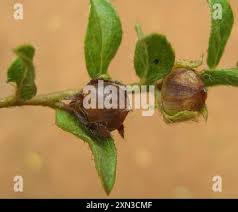 Image result for Seddera suffruticosa