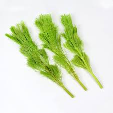 Image result for Limnophila crassifolia