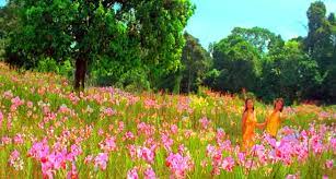 Taman bunga celosia hadir melengkapi daftar tempat wisata favorit di semarang. Taman Bunga Steemit